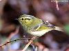 นกกระจิ๊ดตะโพกเหลืองเสฉวน Sichuan Leaf Warbler