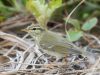 นกกระจิ๊ดคัมชัตกา Kamchatka Leaf Warbler