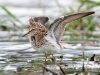 นกชายเลนอกลาย Pectoral Sandpiper