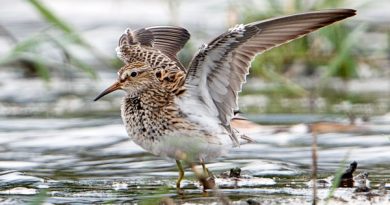 นกชายเลนอกลาย Pectoral Sandpiper
