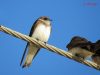 นกนางแอ่นทรายสีจาง Pale Sand Martin