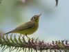 นกกระจ้อยวงตาสีทองหางสีเรียบ Alstrӧm’s Warbler 