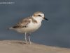 นกหัวโตหน้าขาว Swinhoe’s Plover