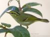 นกกระจิ๊ดหางขาวท้องเหลือง Kloss’s Leaf Warbler