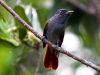 นกแซวสวรรค์หัวดำ Amur Paradise-flycatcher