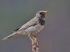 นกเดินดงคอดำ Black-throated Thrush