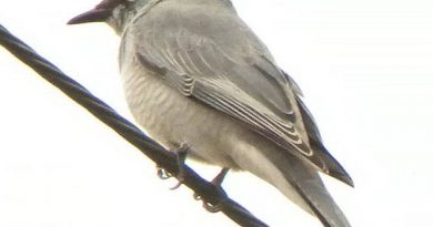 นกเฉี่ยวบุ้งกลาง Indochinese Cuckooshrike
