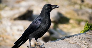อีกาปากหนา Large-billed Crow 