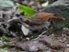 นกระวังไพรปากยาว Large Scimitar Babbler