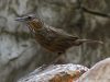 นกจู๋เต้นเขาหินปูน Greyish Limestone Babbler