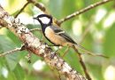 นกติ๊ดหลังสีไพล Japanese Tit