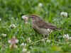 นกพงขอบหางขาว Booted warbler