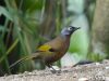 นกกะรางมลายู Malayan Laughingthrush