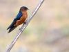 นกนางแอ่นท้องแดง Rufous-bellied Swallow
