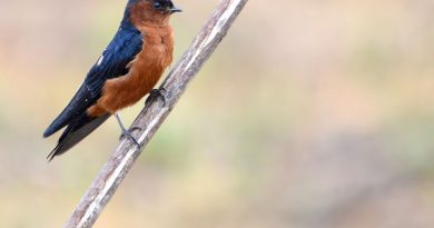 นกนางแอ่นท้องแดง Rufous-bellied Swallow