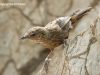 นกจู๋เต้นสระบุรี Rufous Limestone Babbler
