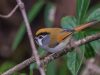 นกปากนกแก้วหูดำ Black-eared Parrotbill