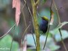 นกจุนจู๋หัวเหลือง Slaty-bellied Tesia