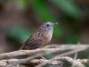 นกจู๋เต้นหางสั้น Streaked Wren Babbler