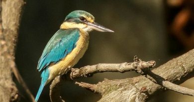 นกกินเปี้ยวท้องสีส้ม Sacred Kingfisher