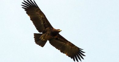 นกอินทรีปีกลายพันธุ์อินเดีย Indian Spotted Eagle