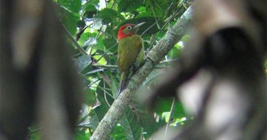 Red-collared Woodecker