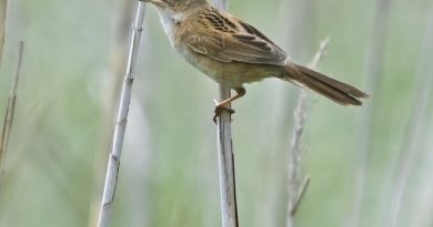 นกพงตั๊กแตนหางยาว Marsh Grassbird