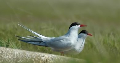 นางนวลแกลบขั้วโลก Arctic Tern