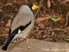 นกกระติ๊ดใหญ่พันธุ์ญี่ปุ่น Japanese Grosbeak