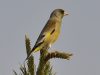 นกจาบปีกอ่อนเขียวหัวเทา Grey-capped Greenfinch
