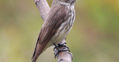 Gray-streaked Flycatcher