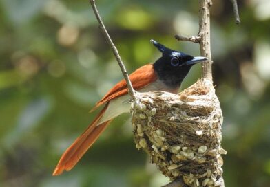 นกแซวสวรรค์หงอนยาว Indian paradise flycatcher