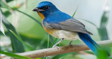 นกจับแมลงพันธุ์จีน Chinese Blue Flycatcher