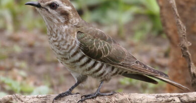 นกคัคคูแถบตาดำ Horsfield’s Bonze Cuckoo