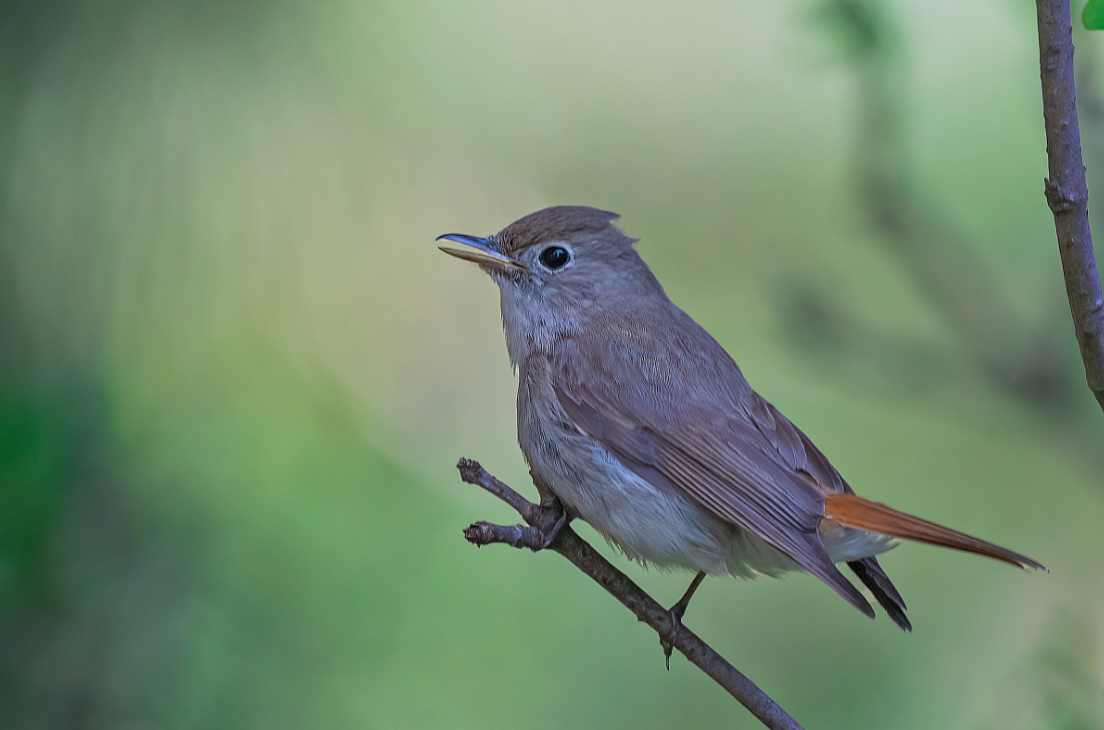 นกจับแมลงหางสีตาล Rusty-tailed Flycatcher 